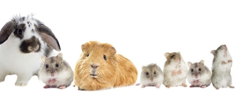 Eine Gruppe kleiner Säugetiere vor weißem Hintergrund. Ein Kaninchen, ein Meerschweinchen und vier Hamster.