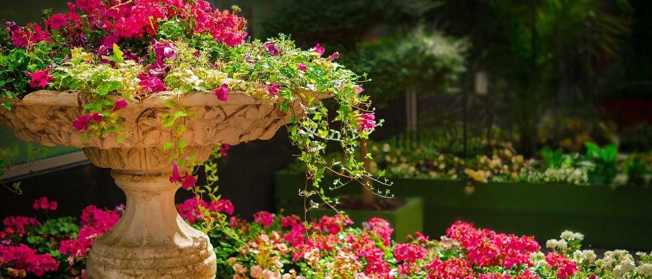 Bild enthält, Garden, Nature, Outdoors, Flower, Geranium, Plant, Potted Plant