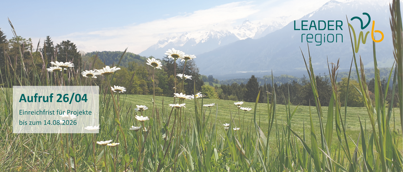 Ein Feld mit weißen Gänseblümchen ist von saftigem grünem Gras umgeben. Im Hintergrund befinden sich Bäume und Berge. Der Himmel ist klar und blau.