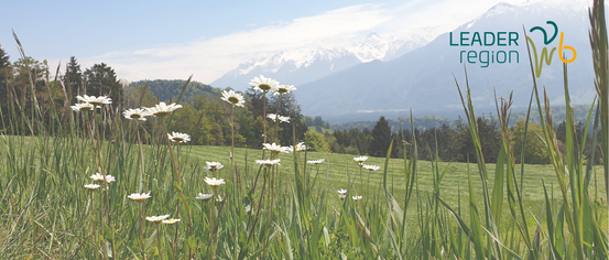Ein Feld mit Gänseblümchen und Blick auf verschneite Berge im Hintergrund. Der Himmel ist blau mit einigen Wolken.