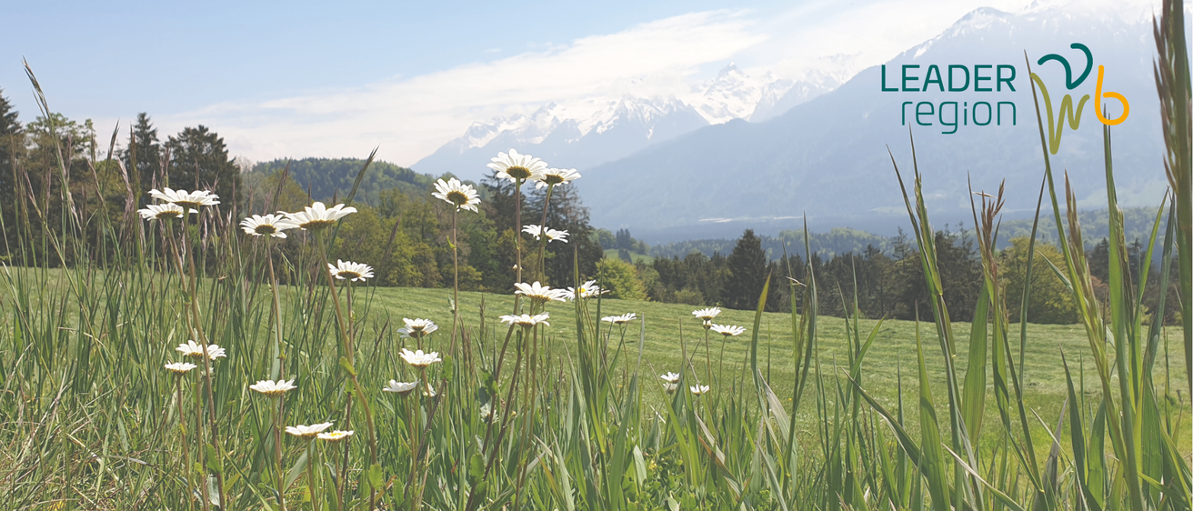 Ein Feld mit Gänseblümchen und Blick auf verschneite Berge im Hintergrund. Der Himmel ist blau mit einigen Wolken.