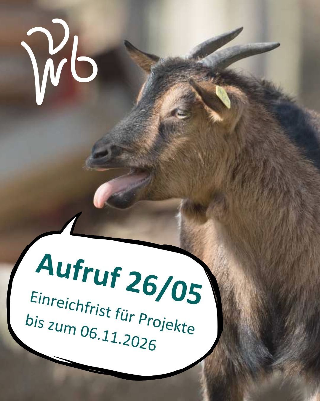 Ein Ziegenbock mit einem Ohretikett, der seine Zunge herausstreckt, mit einer Sprechblase, die 'Aufruf 26/05 bis zum 06.11.2026' lautet.
