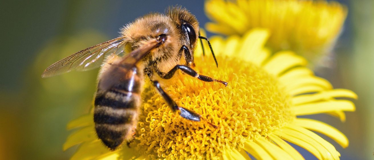 Bild enthält, Animal, Bee, Honey Bee, Insect, Invertebrate, Apidae, Wasp, Bumblebee