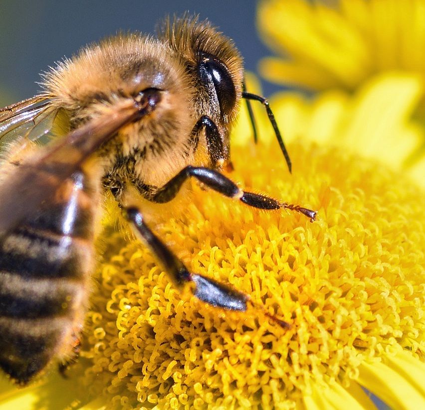 Bild enthält, Animal, Bee, Honey Bee, Insect, Invertebrate, Apidae, Wasp, Bumblebee