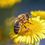 Bienenzuchtverein Trofaiach und Umgebung-Logo. BieneBlume