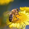 Bild enthält, Animal, Bee, Honey Bee, Insect, Invertebrate, Apidae, Wasp, Bumblebee