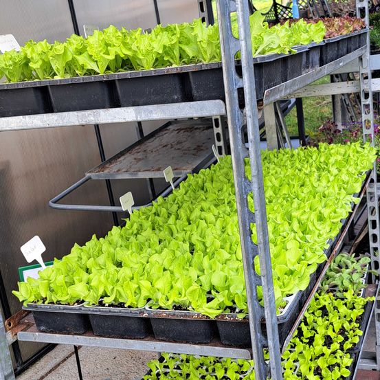 Bild enthält, Food, Lettuce, Plant, Produce, Vegetable