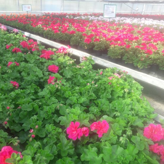 Bild enthält, Flower, Geranium, Garden, Nature, Outdoors, Herbal, Potted Plant, Petal, Vegetation, Gardening