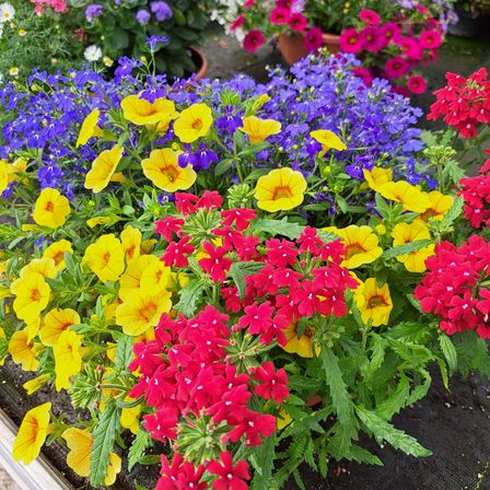 Bild enthält, Flower, Geranium, Potted Plant, Flower Arrangement, Flower Bouquet, Petal, Anemone, Planter, Daisy, Garden