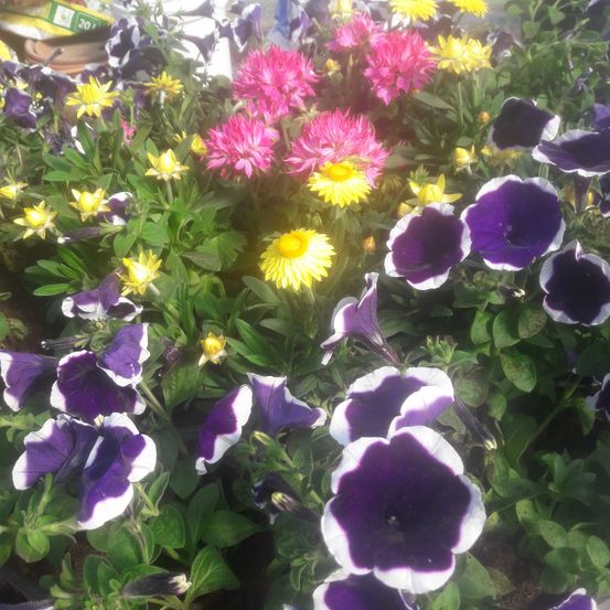 Bild enthält, Flower, Petal, Geranium, Purple, Anemone, Daisy, Potted Plant, Herbal, Vegetation, Garden