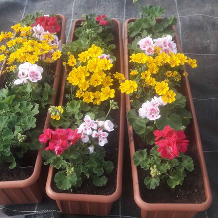 Bild enthält, Flower, Geranium, Jar, Plant, Planter, Potted Plant, Pottery, Vase, Petal, Garden