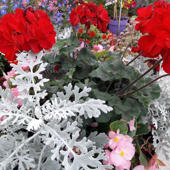 Bild enthält, Flower, Geranium, Plant, Petal, Flower Arrangement, Flower Bouquet, Potted Plant, Leaf, Outdoors, Anemone