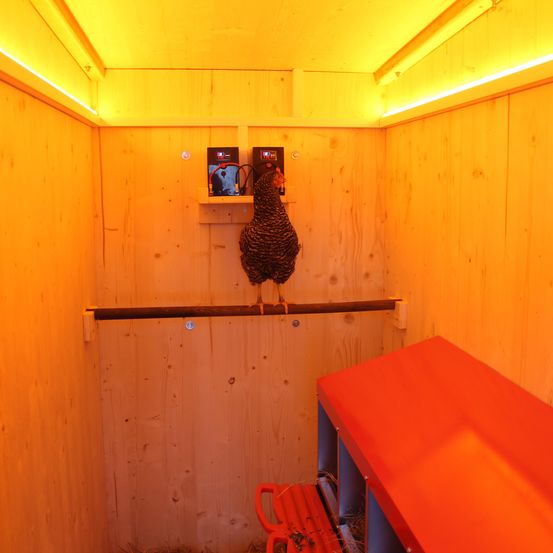 Eine Henne sitzt auf einer Holzstange in einem kleinen, gelb beleuchteten Raum. Holzwände umgeben den Raum, mit einem roten Schrank rechts. An der Wand sind zwei elektronische Geräte montiert, und auf einem ist ein kleiner Bildschirm sichtbar.