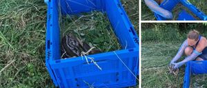 Eine Frau kniet im Gras und hält einen blauen Korb. Sie trägt Handschuhe und ein Tanktop. Eine andere Frau hält einen Korb in der Nähe und ein Reh ist in einem separaten Korb.