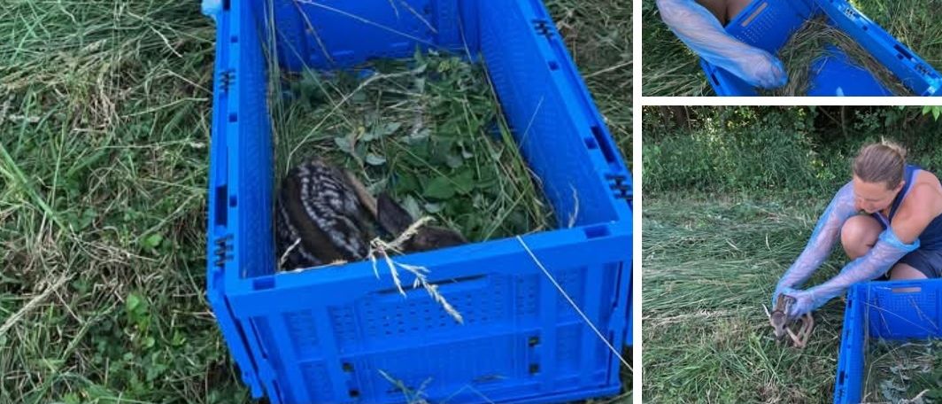 Eine Frau kniet im Gras und hält einen blauen Korb. Sie trägt Handschuhe und ein Tanktop. Eine andere Frau hält einen Korb in der Nähe und ein Reh ist in einem separaten Korb.