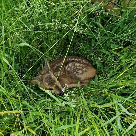 Ein junges Reh ruht sich im hohen Gras aus. Es liegt mit dem Kopf unter dem Körper. Das Reh hat ein hellbraunes Fell mit weißen Flecken.