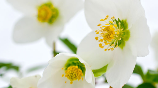 v1_migrated_image_50304338