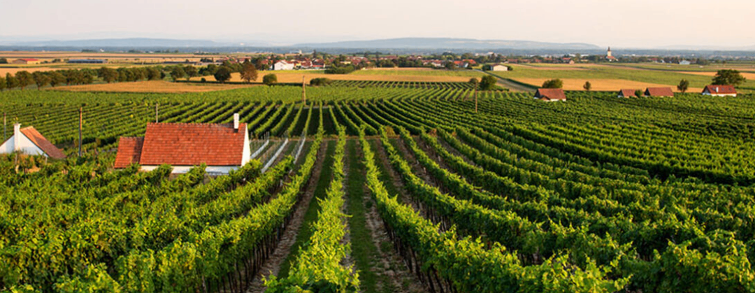Image contains, Nature, Outdoors, Countryside, Rural, Farm, Architecture, Building, Aerial View, Vineyard