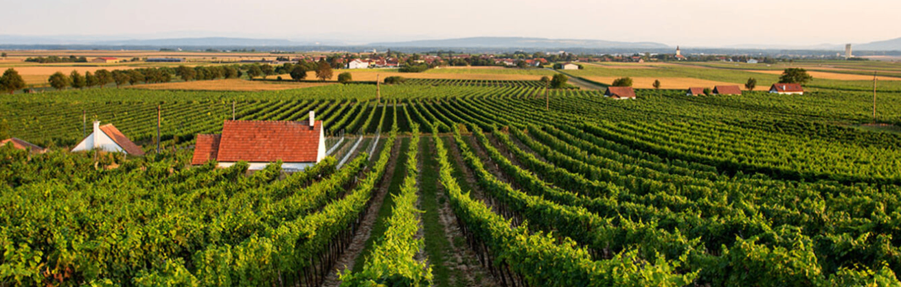 Bild enthält, Nature, Outdoors, Countryside, Rural, Farm, Architecture, Building, Aerial View, Vineyard