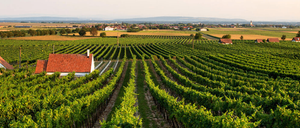 Image contains, Nature, Outdoors, Countryside, Rural, Farm, Architecture, Building, Aerial View, Vineyard