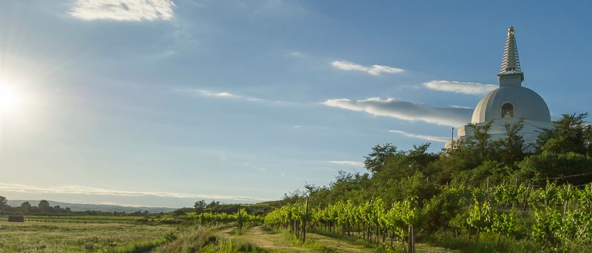 Eine ruhige Landschaft mit einem buddhistischen Tempel im Hintergrund, umgeben von Weinbergen unter einem blauen Himmel mit Wolken.