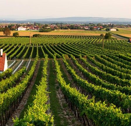 Bild enthält, Nature, Outdoors, Countryside, Rural, Farm, Architecture, Building, Aerial View, Vineyard