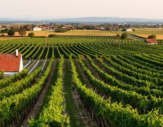 Bild enthält, Nature, Outdoors, Countryside, Rural, Farm, Architecture, Building, Aerial View, Vineyard