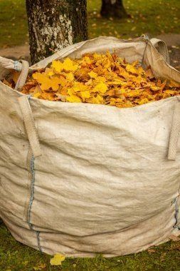 Ein großer weißer Sack gefüllt mit gelben Blättern steht auf dem Rasen neben einem Baumstamm. Die Blätter scheinen gesammelt und bereit für die Kompostierung zu sein.
