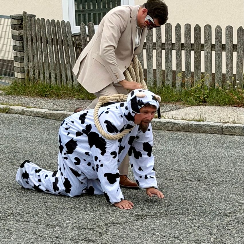 Ein Mann in einem Kuhkostüm kniet auf der Straße, während ein anderer Mann ihn mit einem Seil zieht.