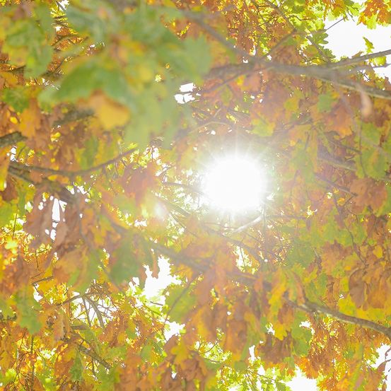 Bild enthält, Sunlight, Leaf, Flare, Light, Tree, Vegetation, Nature, Sky, Sun, Woodland