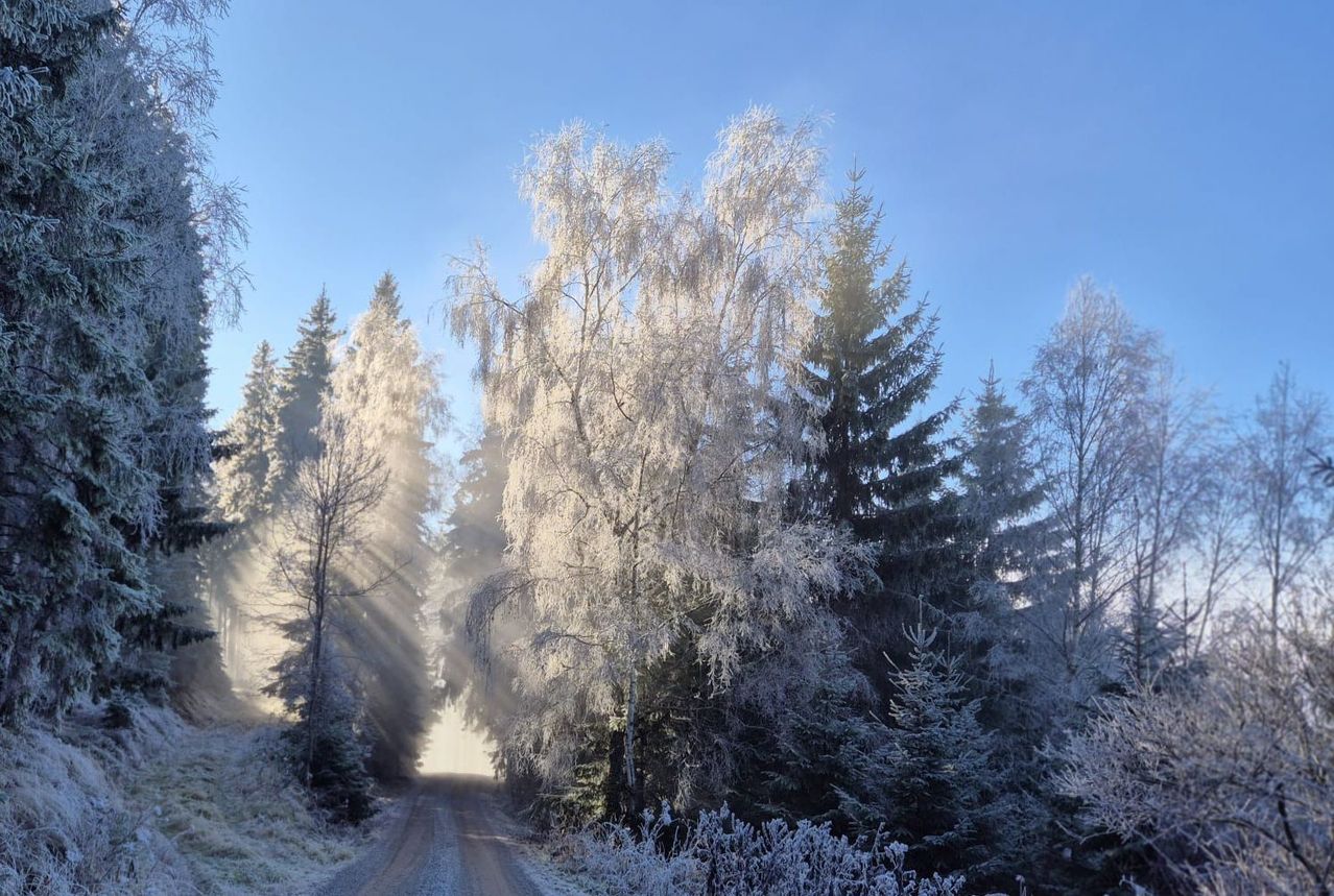 Ein Winterwald mit Bäumen, die mit Frost bedeckt sind, unter einem klaren blauen Himmel, mit Sonnenlicht, das durch die Bäume filtert.