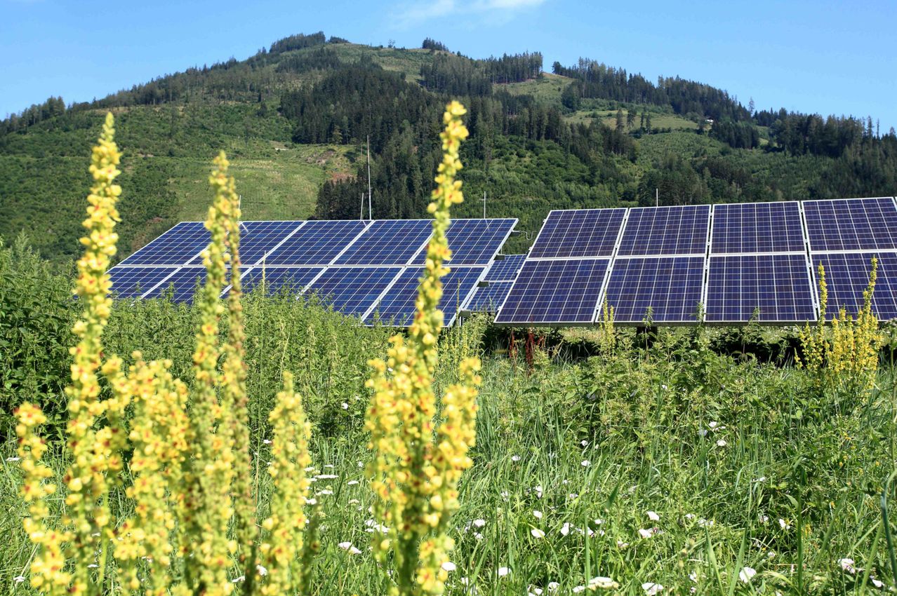 Ein Feld mit Solarmodulen in Reihen, gelben Blumen und einem bewaldeten Hügel im Hintergrund.
