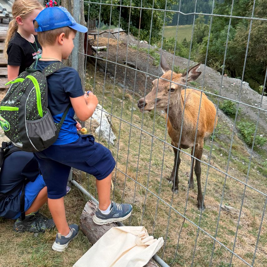 A young boy with a backpack feeds a deer through a metal fence in a park.
