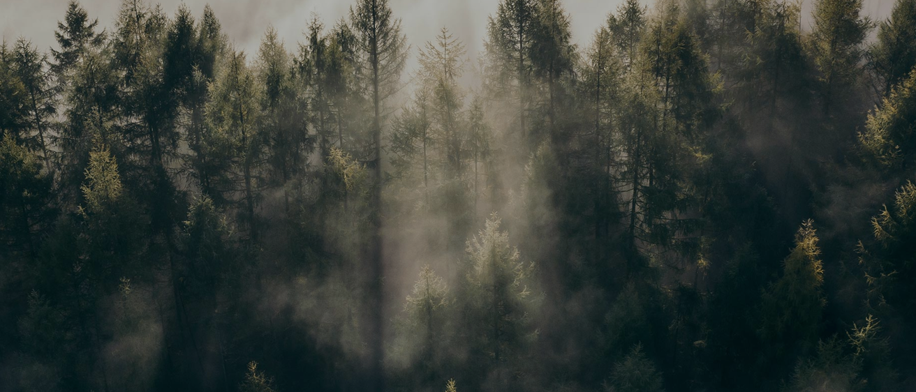 Ein nebliger Wald mit hohen Bäumen und einer nebligen Atmosphäre. Lichtfiltert sich durch die Bäume und schafft eine friedliche und geheimnisvolle Szene.