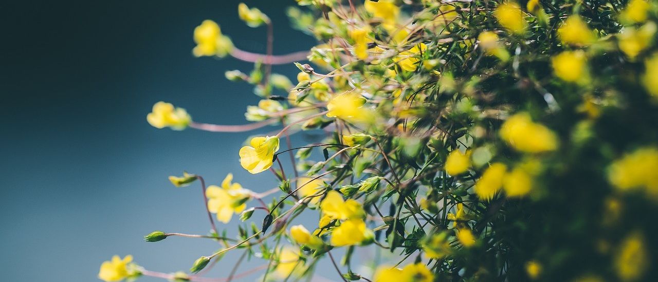 Bild enthält, Flower, Petal, Plant, Outdoors, Spring, Bud, Pollen, Daisy, Vegetation, Leaf