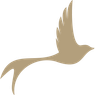Ein hellbrauner Vogel ist im Flug auf schwarzem Hintergrund dargestellt, seine Flügel und Schwanzfedern ausgebreitet.