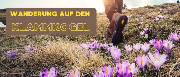 Ein Wanderer geht durch ein Feld voller violetter Krokusse. Der Text 'Wanderung auf den Klammkogel' ist oben im Bild zu sehen.