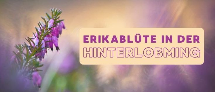 Ein Nahaufnahme von lila Heidekrautblumen mit unscharfem lila Hintergrund. Der Textüberlagerung lautet 'ERIKA BLUTE IN DER HINTERLOBMING'.