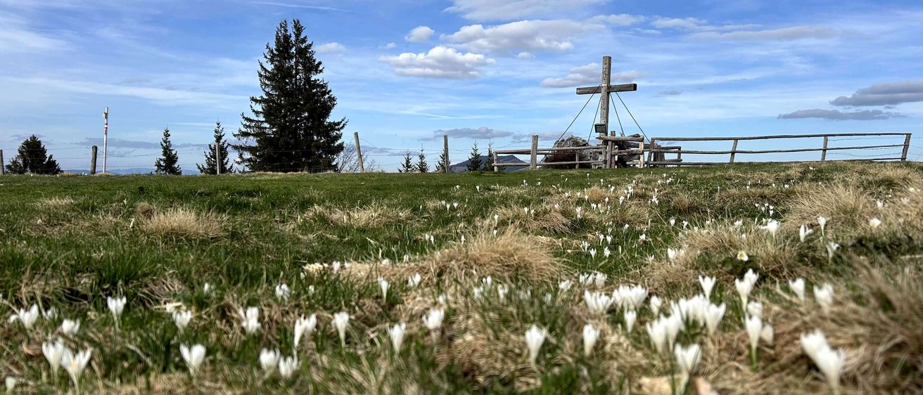 Ein Kreuz steht auf einem Hügel, mit einem Feld weißer Blumen und einer Kiefer im Hintergrund. Der Himmel ist blau mit verstreuten Wolken.