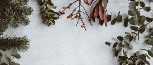 Plant, Tree, Conifer, Leaf