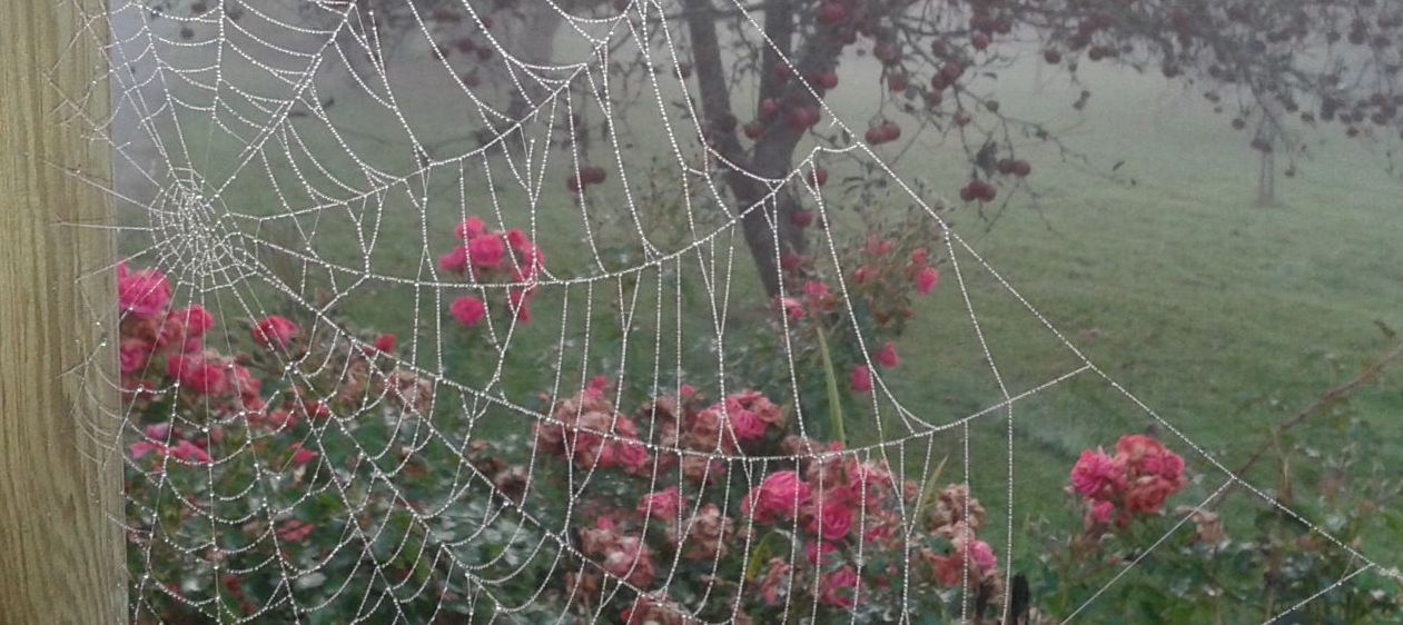 v1_migrated_image_81375525