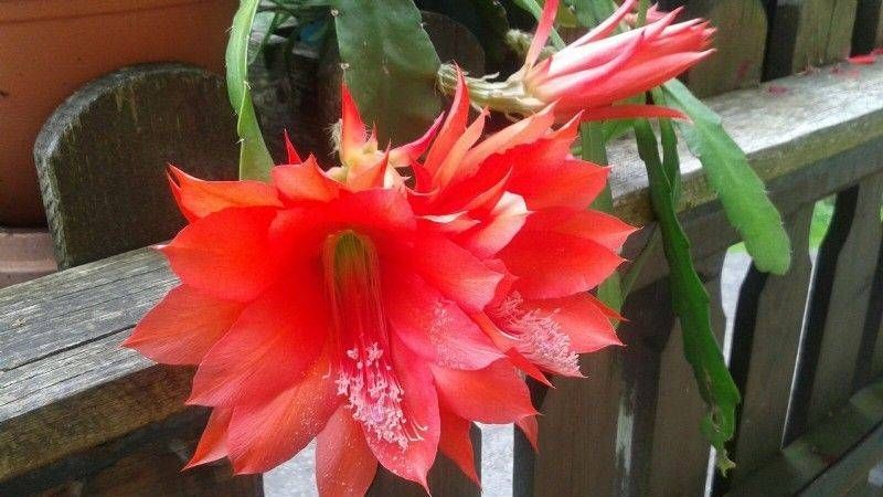 v1_migrated_image_70478630