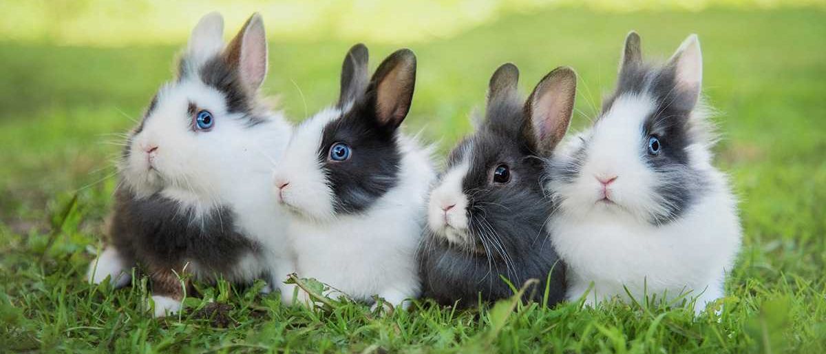 Ratgeber_Kaninchen_4_auf_Wiese_1200x527
