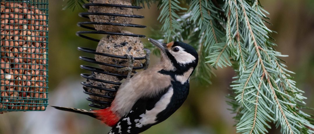 Ein Specht sitzt auf einem Futterspender und hält einen Samenball mit seinem Schnabel fest. Der Futterspender ist an einer Kiefer befestigt.