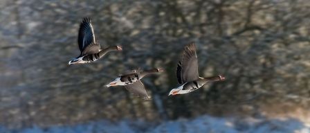 Drei Graugänse fliegen in einer V-Formation vor einem verschneiten Hintergrund mit Bäumen im Hintergrund.