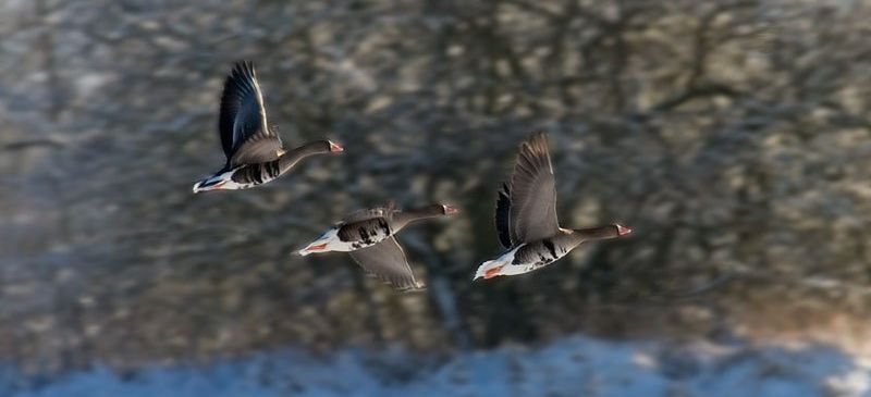 Drei Graugänse fliegen in einer V-Formation vor einem verschneiten Hintergrund mit Bäumen im Hintergrund.
