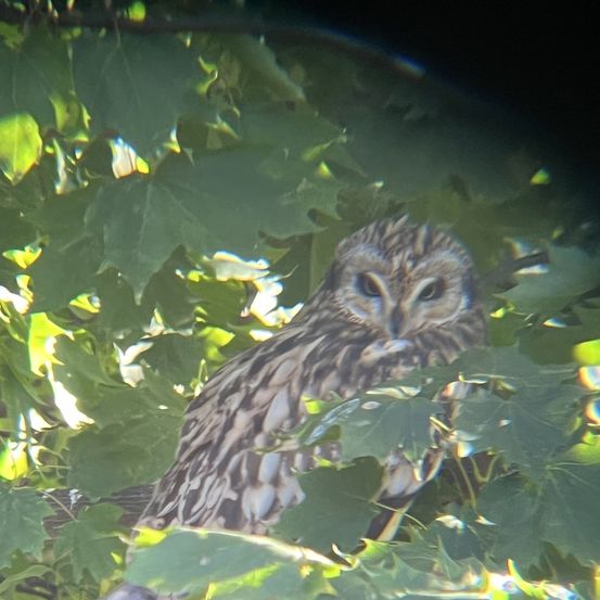 Eine Nahaufnahme einer Eule, die auf grünen Blättern sitzt. Die Eule hat ein geschecktes braun-weißes Federmuster und schaut geradeaus.