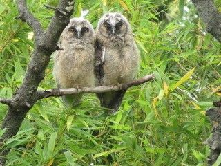 Zwei Eulen sitzen auf einem Ast in einem Wald und blicken in die Kamera. Eine Eule ist etwas größer und hat eine prominentere Brust. Der Hintergrund ist mit grünem Laub gefüllt.
