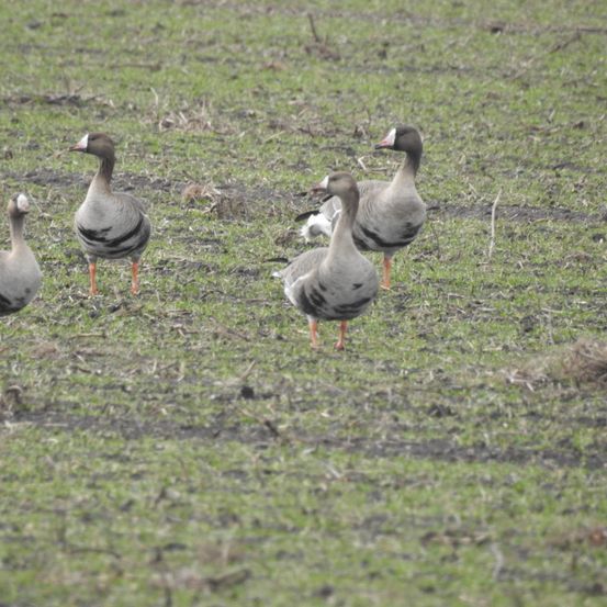 Vier Gänse sind in einem grasigen Feld, eine schaut nach links und drei nach rechts. Das Feld hat Grasflecken und Erde.