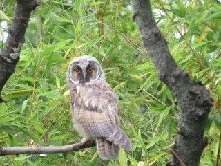 Ein junger Eule mit braunen und grauen Federn sitzt auf einem Ast. Der Hintergrund ist unscharf mit üppigem grünem Laub.